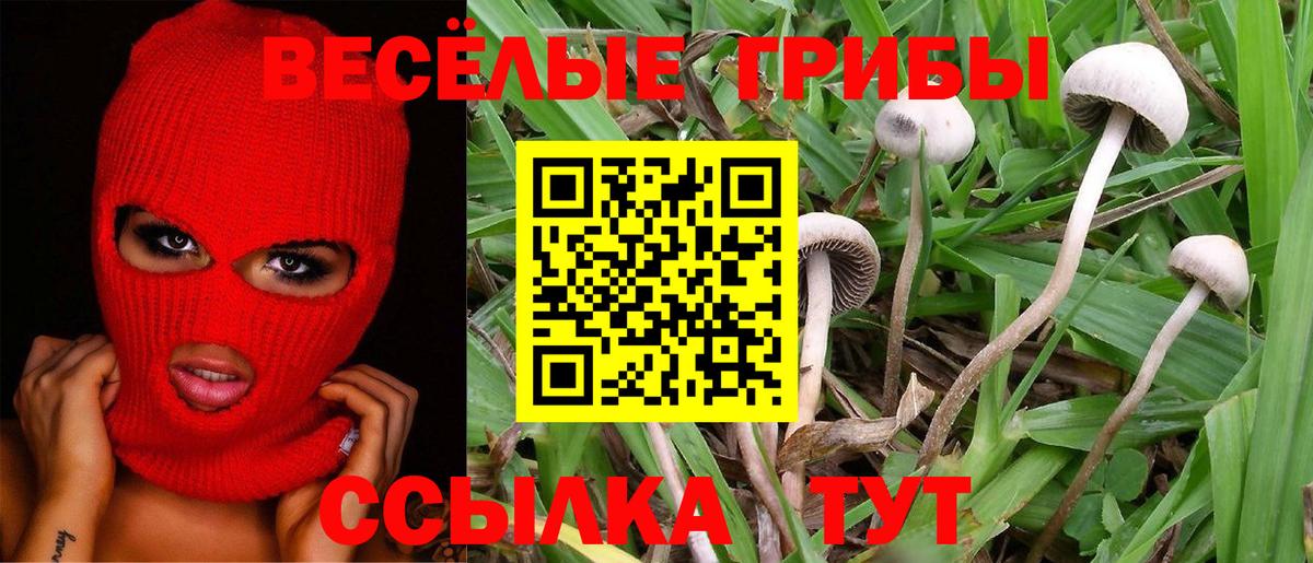 Псилоцибиновые грибы Psilocybine cubensis Тейково